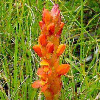 10+ Disa chrysostachya Seeds - Indigenous South African Orchid Seeds+ FREE SEEDS WITH ALL ORDERS