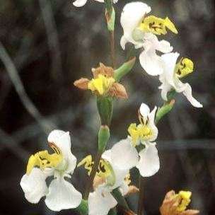 10+ Disa flexuosa Seeds - Indigenous South African Endemic Orchid Seeds+ FREE SEEDS WITH ALL ORDERS