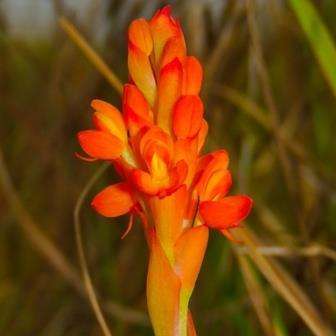 10+ Disa polygonoides Seeds - Indigenous South African Orchid Seeds+ FREE SEEDS WITH ALL ORDERS