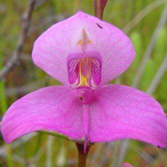10+ Disa racemosa Seeds - Indigenous South African Endemic Orchid Seeds+ FREE SEEDS WITH ALL ORDERS