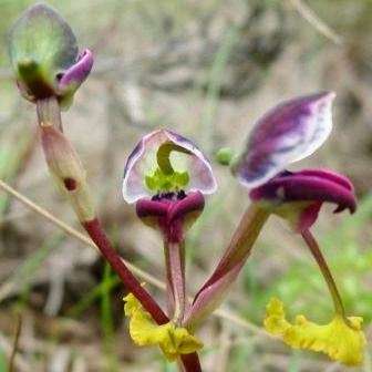 10+ Disa spathula Seeds - Indigenous South African Endemic Orchid Seeds+ FREE SEEDS WITH ALL ORDERS