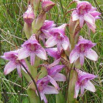 10+ Disa thodei Seeds - Indigenous South African Orchid Seeds+ FREE SEEDS WITH ALL ORDERS