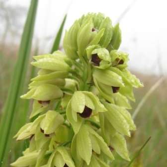 10+ Eulophia foliosa Seeds - Indigenous South African Orchid Seeds - Global Shipping