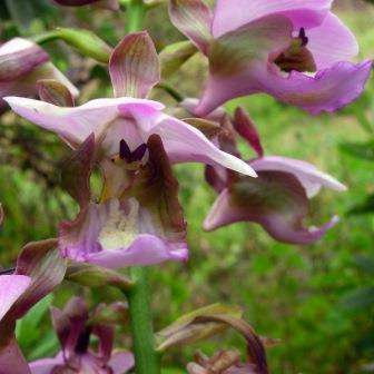 Eulophia horsfallii Seeds - Indigenous South African Orchid Seeds - Global Shipping