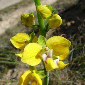 10+ Eulophia speciosa Seeds - Indigenous South African Orchid Seeds - Global Shipping