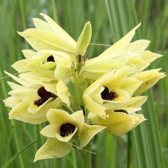 Eulophia zeyheri Seeds - Indigenous South African Orchid Seeds - Global Shipping