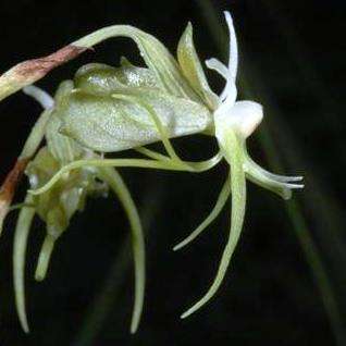 10+ Habenaria filicornis Seeds - Indigenous South African Orchid Seeds - Global Shipping