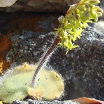 10+ Holothrix villosa Seeds - Indigenous South African Endemic Orchid Seeds - Global Shipping