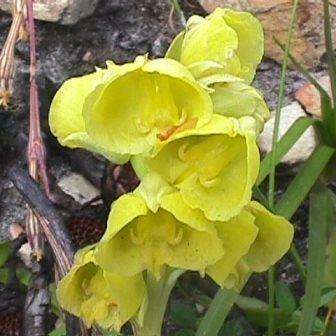 10+ Pterygodium catholicum Seeds - Indigenous South African Endemic Orchid Seeds - Global Shipping
