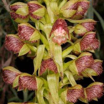 10+ Pterygodium magnum Seeds - Indigenous South African Orchid Seeds - Global Shipping