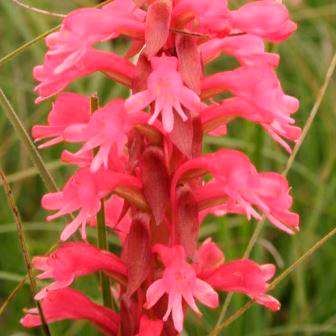 10+ Satyrium hallackii Seeds - Indigenous Endemic Perennial Orchid - Flat Ship Rate - New