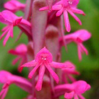 10+ Satyrium macrophyllum Seeds - Indigenous Perennial Orchid - Flat Ship Rate - New