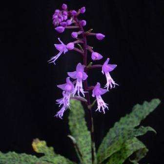 10+ Stenoglottis fimbriata Seeds - Indigenous Endemic Perennial Orchid - Flat Ship Rate - New