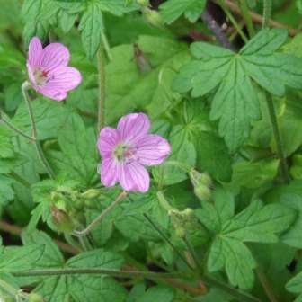 Geranium schlechteri Seeds - Indigenous South African Geranium - Worldwide Shipping