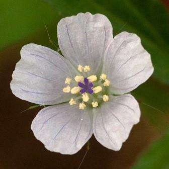 5 Monsonia angustifolia Seeds - Indigenous Medicinal Herb Sexual Stimulant, Erectile Dysfunction