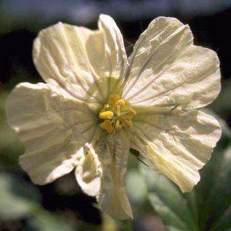 10 Monsonia emarginata Seeds - Indigenous South African Medicinal Herb - Global Shipping