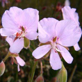 5 Pelargonium betulinum - Geranium Seeds - Indigenous Perennial Medicinal Herb Seeds From Africa