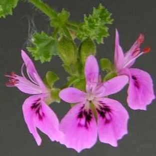 Pelargonium englerianum - Geranium Seeds - Indigenous Perennial Endemic Shrub Seeds From Africa
