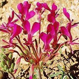 5 Pelargonium incrassatum - Geranium Seeds - Indigenous Perennial Seeds From Africa