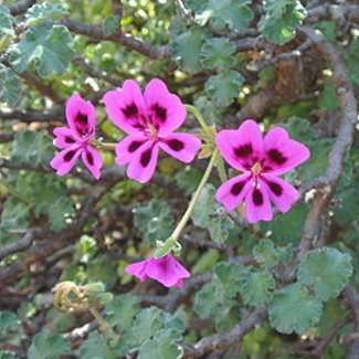 5 Pelargonium magenteum - Geranium Seeds - Indigenous Perennial Endemic Shrub Seeds From Africa