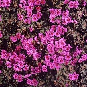 5 Pelargonium magenteum - Geranium Seeds - Indigenous Perennial Endemic Shrub Seeds From Africa