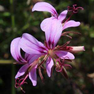 10 Pelargonium multicaule ssp multicaule - Geranium Seeds - Indigenous Perennial Groundcover