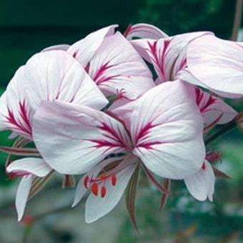 10 Pelargonium myrrifolium var corandrifolium - Geranium Seeds - Indigenous Perennial Shrub