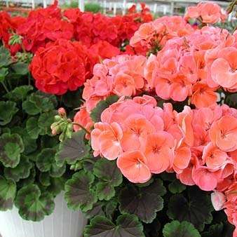 5 Pelargonium zonale - Geranium Seeds - Indigenous Perennial Endemic Shrub - Global Shipping
