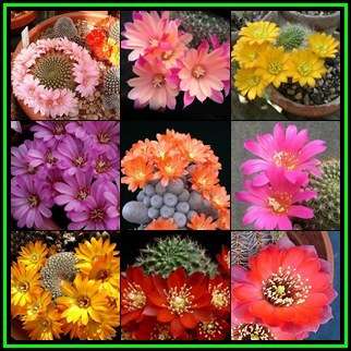 Rebutia Mixed Species - 10 Seed Pack - Exotic Cactus Succulent -Combined Shipping- NEW