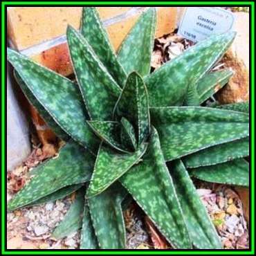 Gasteria excelsa - 10 Seed Pack - Indigenous Endemic Succulent - Flat Ship Rate - NEW