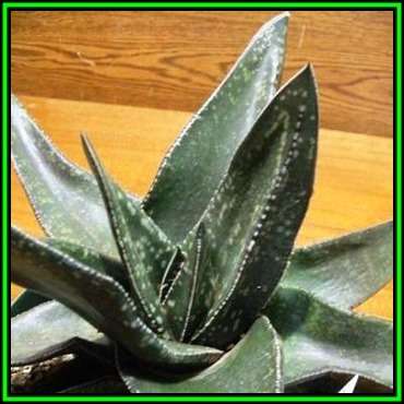 Gasteria excelsa - 10 Seed Pack - Indigenous Endemic Succulent - Flat Ship Rate - NEW