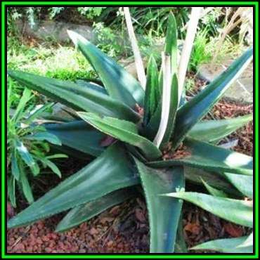 Gasteria excelsa - 10 Seed Pack - Indigenous Endemic Succulent - Flat Ship Rate - NEW