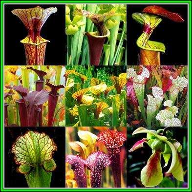 Mixed Pitcher Plant Seeds - Carnivorous Sarracenia Mixed Species, Varieties and Hybrids Seeds
