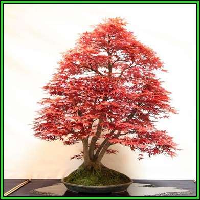 Acer japonicum - Full Moon Maple Bonsai - 5 Seeds + FREE Gifts Seeds + Bonsai eBook, NEW