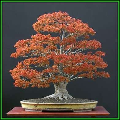Acer japonicum - Full Moon Maple Bonsai - 5 Seeds + FREE Gifts Seeds + Bonsai eBook, NEW
