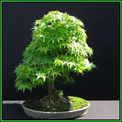 Acer japonicum - Full Moon Maple Bonsai - 5 Seeds + FREE Gifts Seeds + Bonsai eBook, NEW