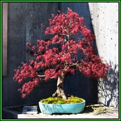 Acer palmatum atropurpureum dissectum - 3 Seeds + FREE Gifts Seeds + Bonsai eBook, NEW