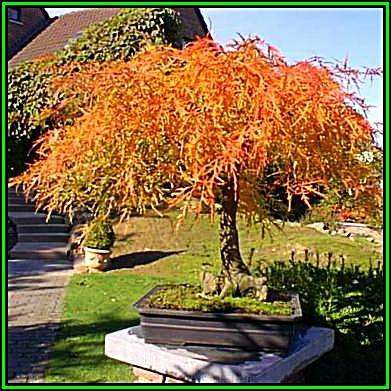 Acer palmatum atropurpureum dissectum - 3 Seeds + FREE Gifts Seeds + Bonsai eBook, NEW