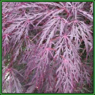 Acer palmatum atropurpureum dissectum - 3 Seeds + FREE Gifts Seeds + Bonsai eBook, NEW