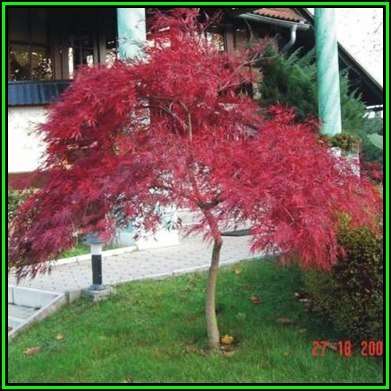 Acer palmatum atropurpureum dissectum - 5 Seeds - Red Lace Leaf Japanese Maple Tree or Shrub, NEW