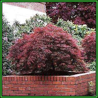 Acer palmatum atropurpureum dissectum - 5 Seeds - Red Lace Leaf Japanese Maple Tree or Shrub, NEW