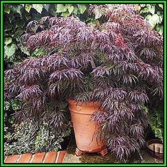 Acer palmatum atropurpureum dissectum - 5 Seeds - Red Lace Leaf Japanese Maple Tree or Shrub, NEW