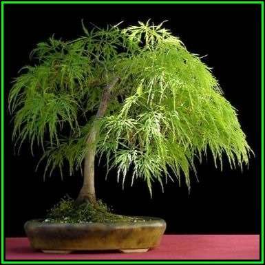 Acer palmatum dissectum Bonsai - 5 Seeds + FREE Gifts Seeds + Bonsai eBook, NEW