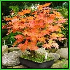 Acer pseudosieboldianum Bonsai - 5 Seeds - Korean Maple + FREE Gifts Seeds + Bonsai eBook, NEW