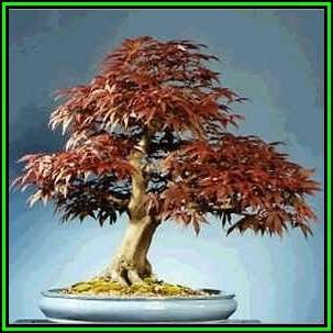 Acer rubrum - Red Maple, Red Swamp Maple Bonsai - 10 Seeds + FREE Gifts Seeds + Bonsai eBook, NEW