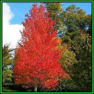 Acer rubrum Seeds - Red Maple, Red Swamp Maple or Soft Maple Tree or Shrub, NEW