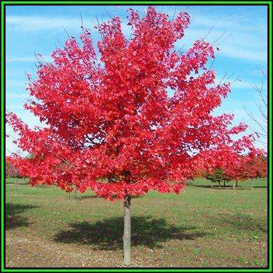 Acer rubrum - 10 Seeds - Red Maple, Red Swamp Maple or Soft Maple Tree or Shrub, NEW