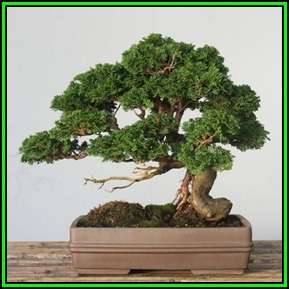 Chamaecyparis obtusa - Japanese White Cedar, Hinoki Cypress -10 Seed Pack + FREE Bonsai EBook - New