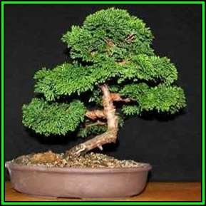 Chamaecyparis obtusa - Japanese White Cedar, Hinoki Cypress -10 Seed Pack + FREE Bonsai EBook - New