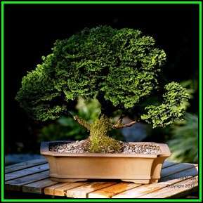Chamaecyparis obtusa - Japanese White Cedar, Hinoki Cypress -10 Seed Pack + FREE Bonsai EBook - New